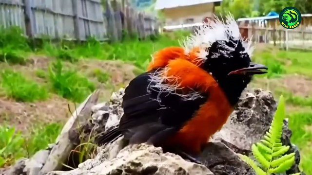This Bird’s Poison Feathers Can Kill You
