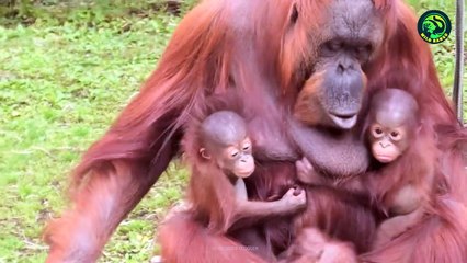 Crazy Animal IQ That Will Put Your Intelligence to Shame