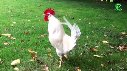 Animal Facts That Sound Fake but are 100% Legit