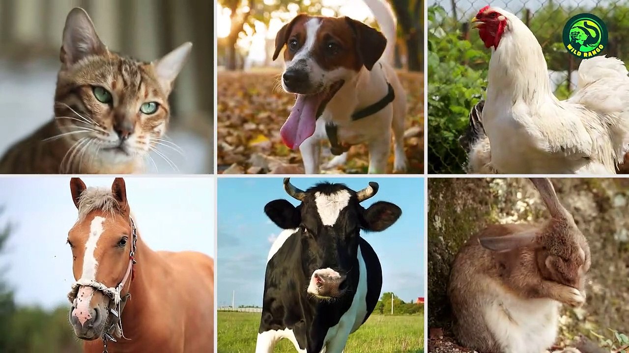 22 Scariest Pets Battling it out Mercilessly