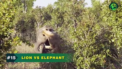 21 Terrifying Moments of Animals Fighting For Their Lives