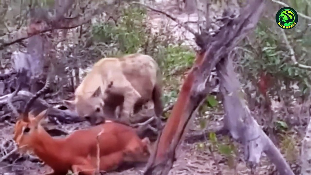 18 Deadly Hyena Attacks Caught on Camera