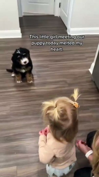 Little Girl Has Heartwarming Meeting With Friendly Puppy
