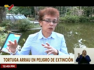 Proyectan liberación de más de 40 mil Tortugas Arrau para el año 2024