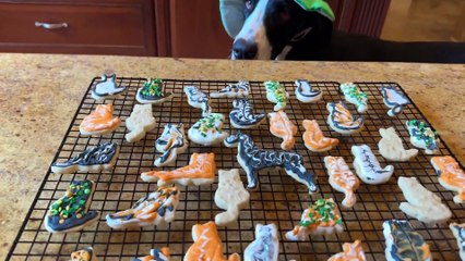 St Patrick's Day Great Dane Samples Decorated Cat Cookies