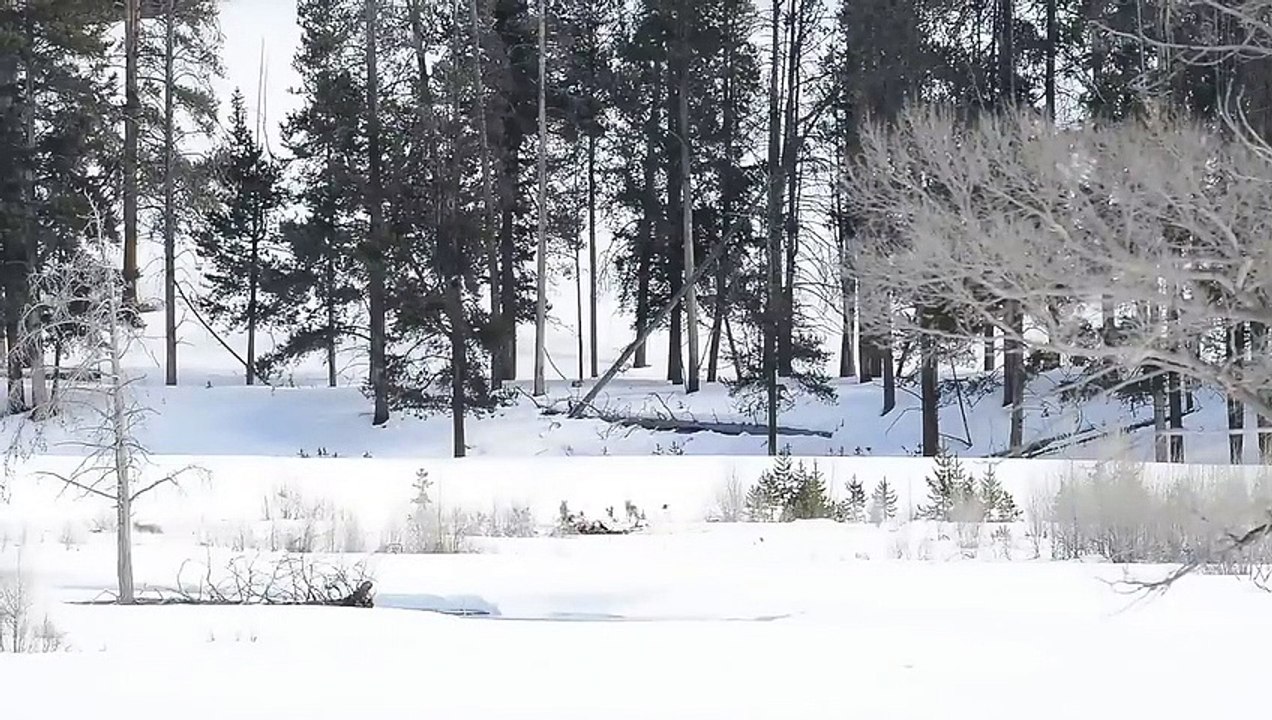Do You Know That Foxes Fear Wolves?