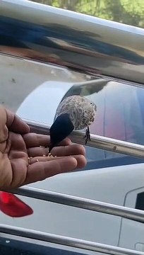 चित्तौड़ में बढा पक्षी प्रेम का क्रेज, भरोसा ऐसा कि हथेली पर चुगने लगे दाना