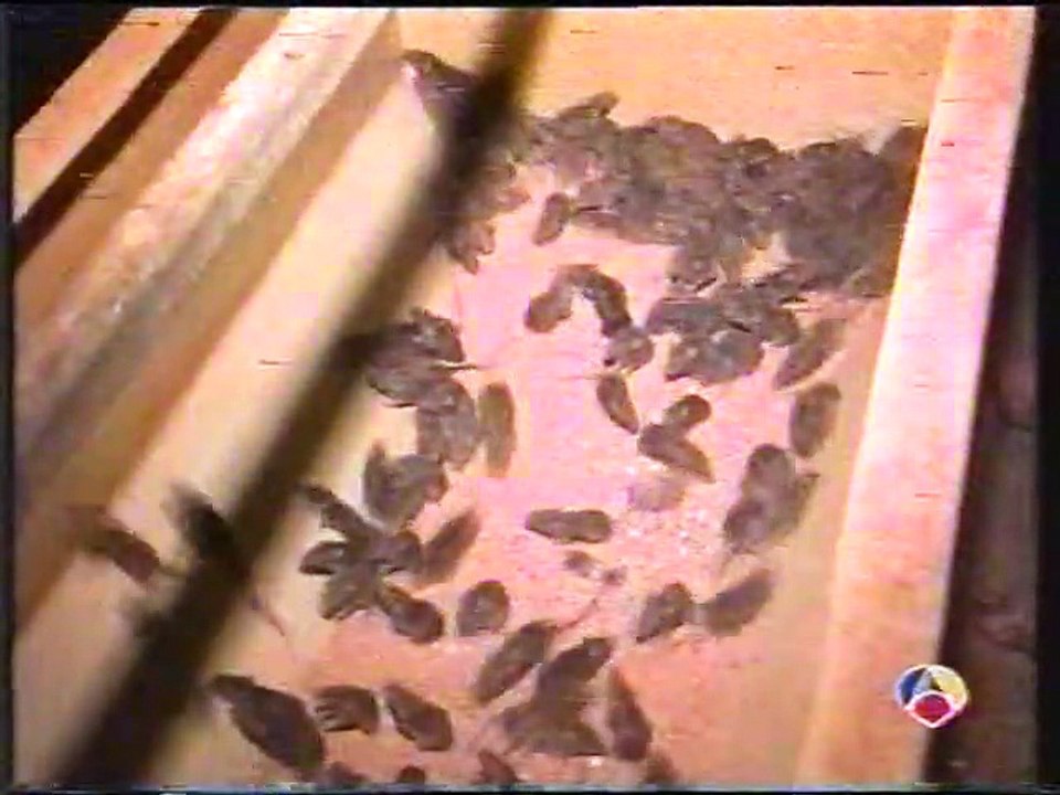 + Mas Noticias 1995 coches clasicos