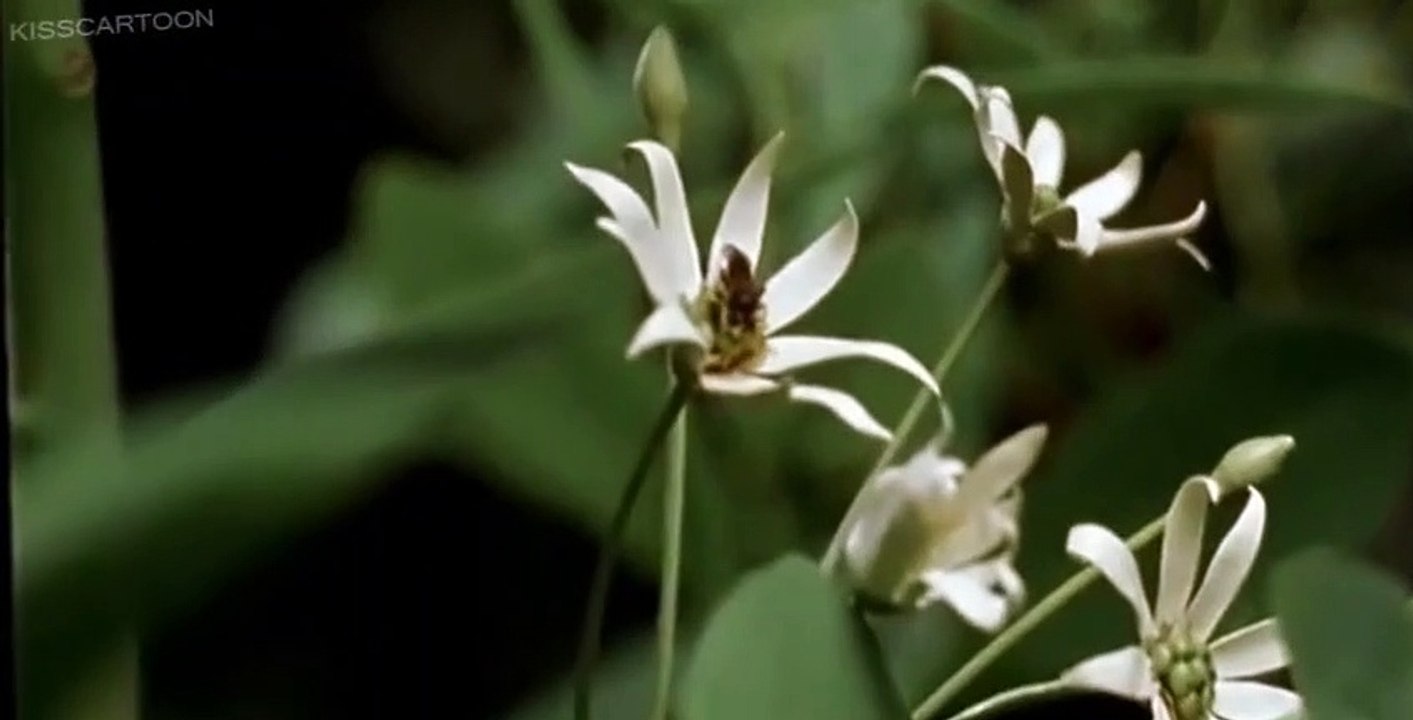 Walking with Dinosaurs E004 - Giant of the Skies