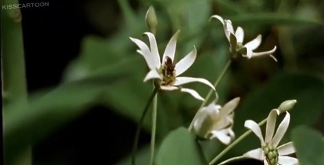 Walking with Dinosaurs E004 - Giant of the Skies