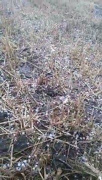 ओलावृष्टि से टूटे किसान, विधायक को देख लिपकर रोए