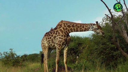 11 Most Violent Moments When the Deadliest Predators Failed to Hunt