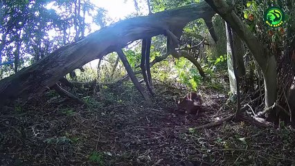 10 Times Stoats Mercilessly Attacked Their Prey