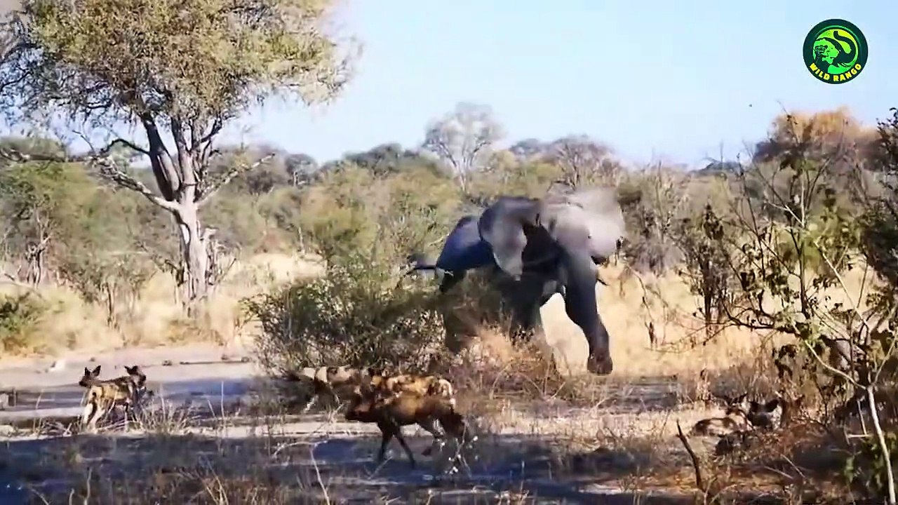 10 Shocking Times When Merciless Predators Destroyed Baby Animals