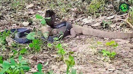 10 Shocking Moments When Snakes Risked Their Lives While Hunting
