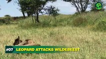 10 Scariest Times When Leopards Were Absolutely Ruthless to Their Prey