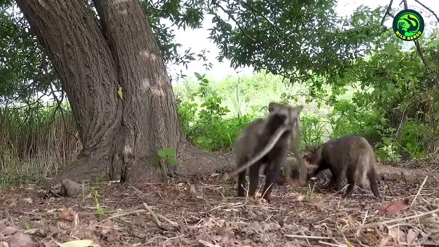 10 Savage Moments of Raccoons Chasing and Killing Animals Mercilessly