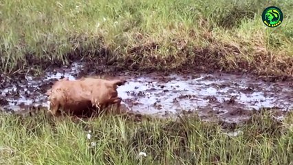 10 Deadly Moments When Animals Battled Against Porcupines and Hedgehogs