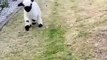 baby goats playing and jumping 2