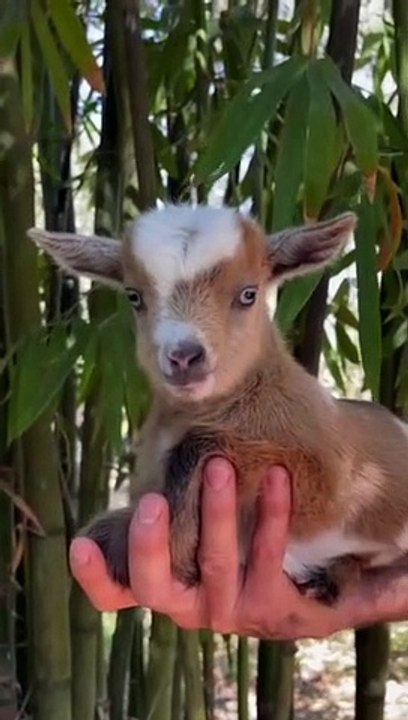 goat baby fun