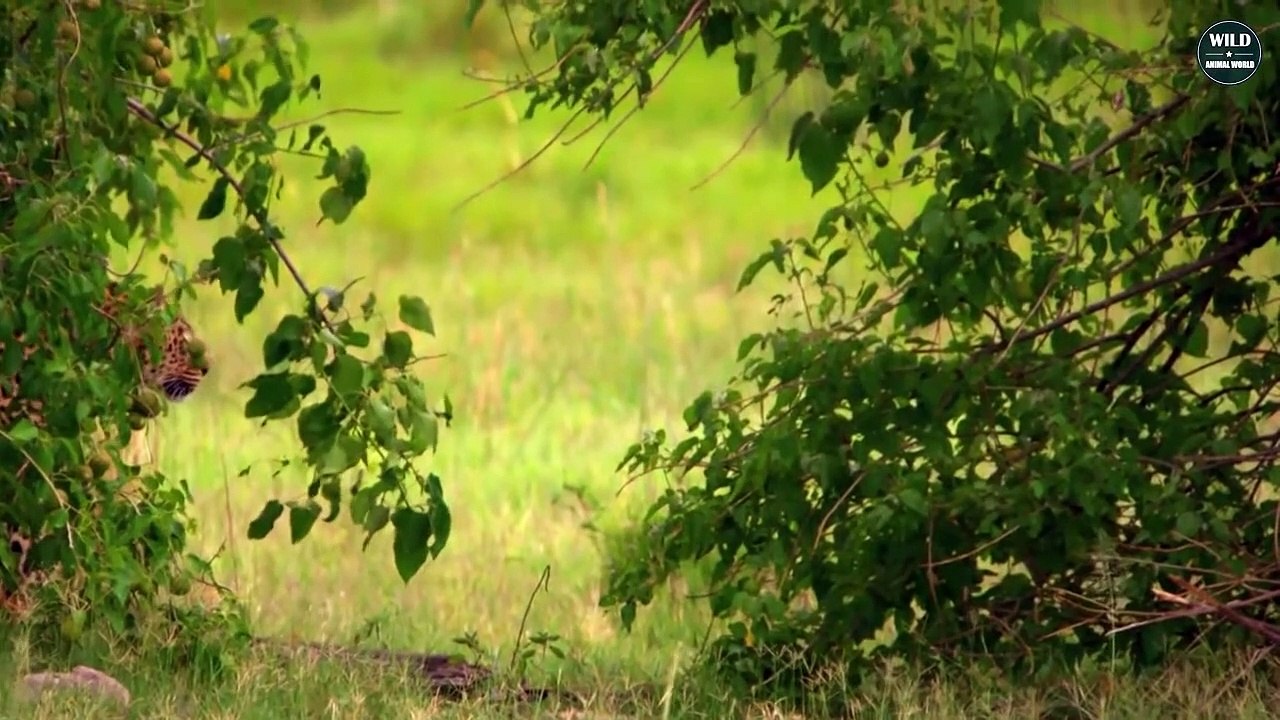 Shocking! 7 Brutal Moments MALE LEOPARDS Hunt Their Prey   Wild Animals World