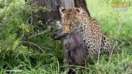 Leopard Hunting Eagle In Tree & 45 Brutal Moments Leopard Attack Everything