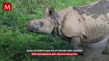 Nació un raro rinoceronte negro del que sólo quedan 800 ejemplares en el mundo