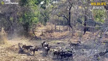 Jackals Bark At The Wrong Leopard & 45 Tragic Moments Jackal Become Prey