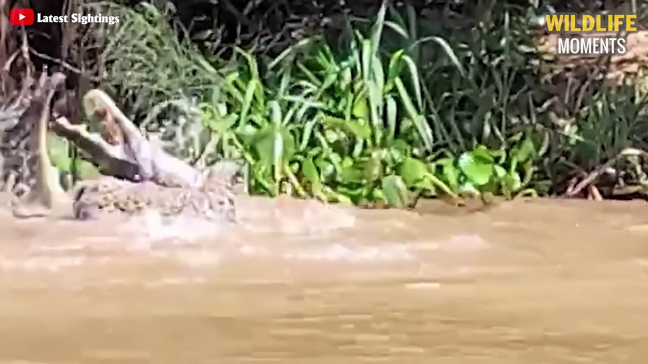 Incredible Moments JAGUAR Hunts & Attacks Caught On Camera - Wildlife Moments