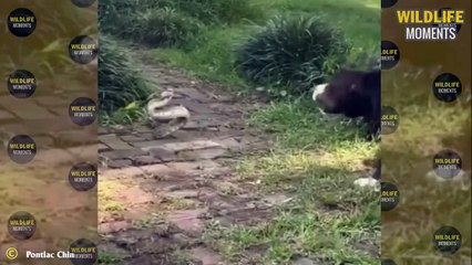 Dog Messed With Wrong Tiger & 45 Horror Moments Dogs Become Prey