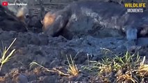 Best Brutal Moments Hyenas Show No Mercy While Hunt - Wildlife Moments