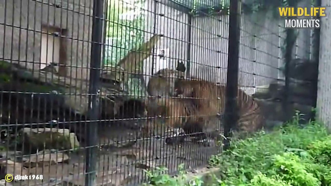 45 Panic Moments Tiger Attack Other Predators Caught On Camera - Wildlife Moments