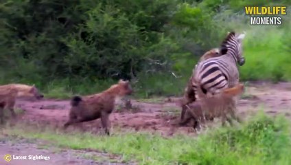 45 Moments Injured Prey Meets Lucky Predator And What Happens @swagwildlifemoments