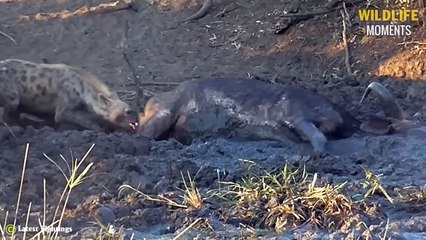 45 Moments Injured Prey Meets Lucky Predator And What Happens @swagwildlifemoments