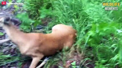 45 Incredible Moments Animals Get Injured - Wildlife Moments