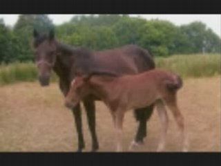 FARES ET FIFI LA PRINCESSE