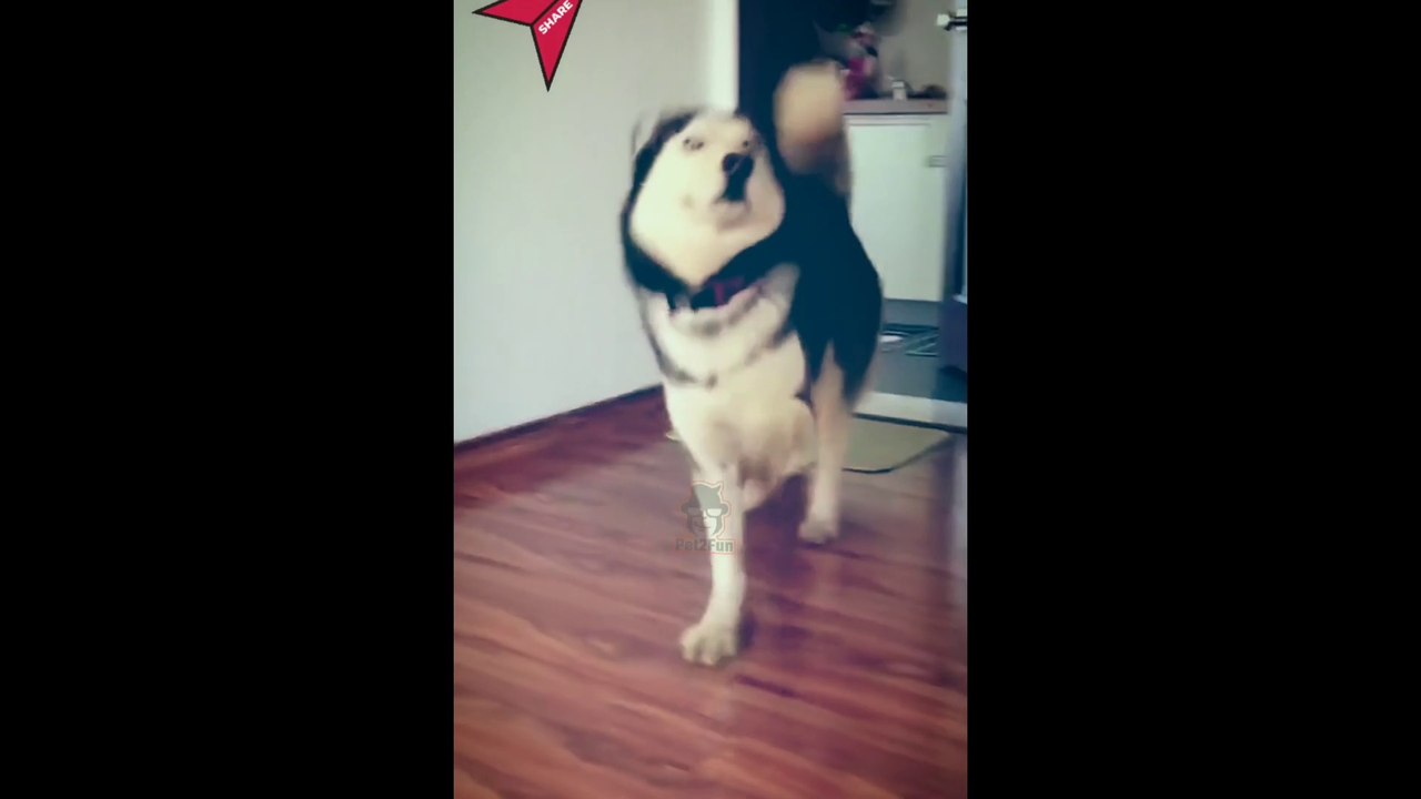 Funny Animals Video: Try Not To Laugh #1