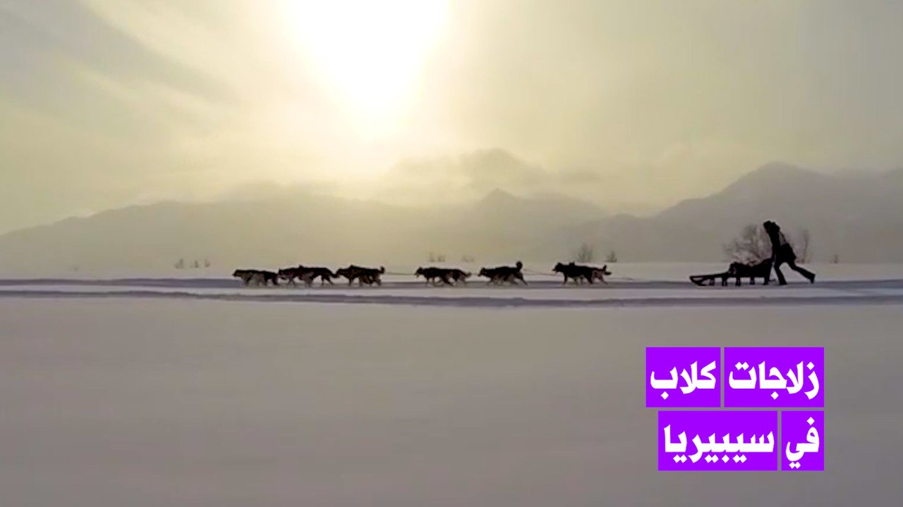 زلاجات كلاب الهاسكي