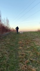 The Hills Are Alive With Puppies Sharing A Stick