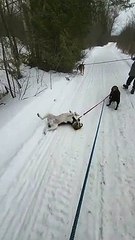Hound Dog Gets Dragged by Friend During Walk in Snow