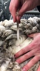 Wool defleecing trials | March 20, 2023 | Farmonline