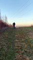 The Hills Are Alive With Puppies Sharing A Stick