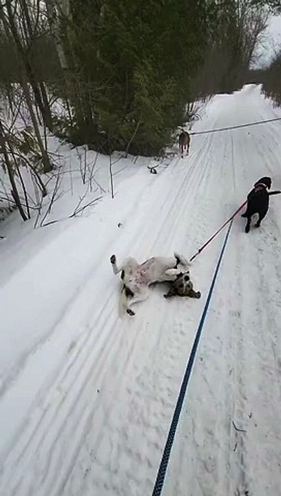 Hound Dog Gets Dragged by Friend During Walk in Snow