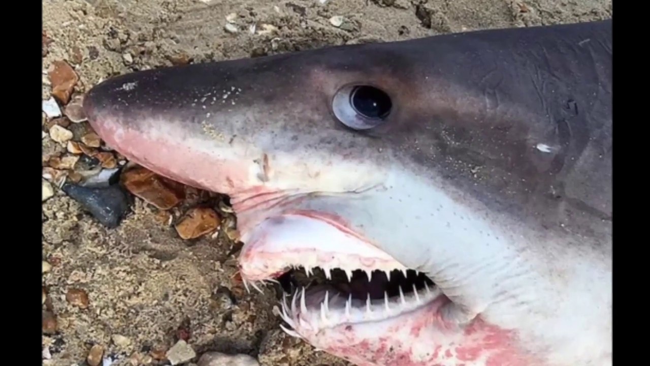 6ft Long Smalltooth Sand Tiger Shark Washes Up On British Beach After Being Saved By 'Brave Mother'
