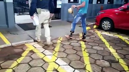 De chapéu de palha e bota de couro, homem sem habilitação e embriagado é detido na BR-277