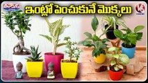 Indoor Plants To Increase Oxygen Levels  Indoor Plants At Home _ V6 Weekend Teenmaar