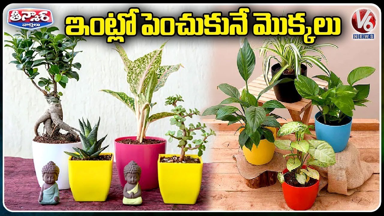 Indoor Plants To Increase Oxygen Levels  Indoor Plants At Home _ V6 Weekend Teenmaar