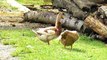 These Ducks Gather Together and Clean Their Feathers || Duck Clean Its Feathers