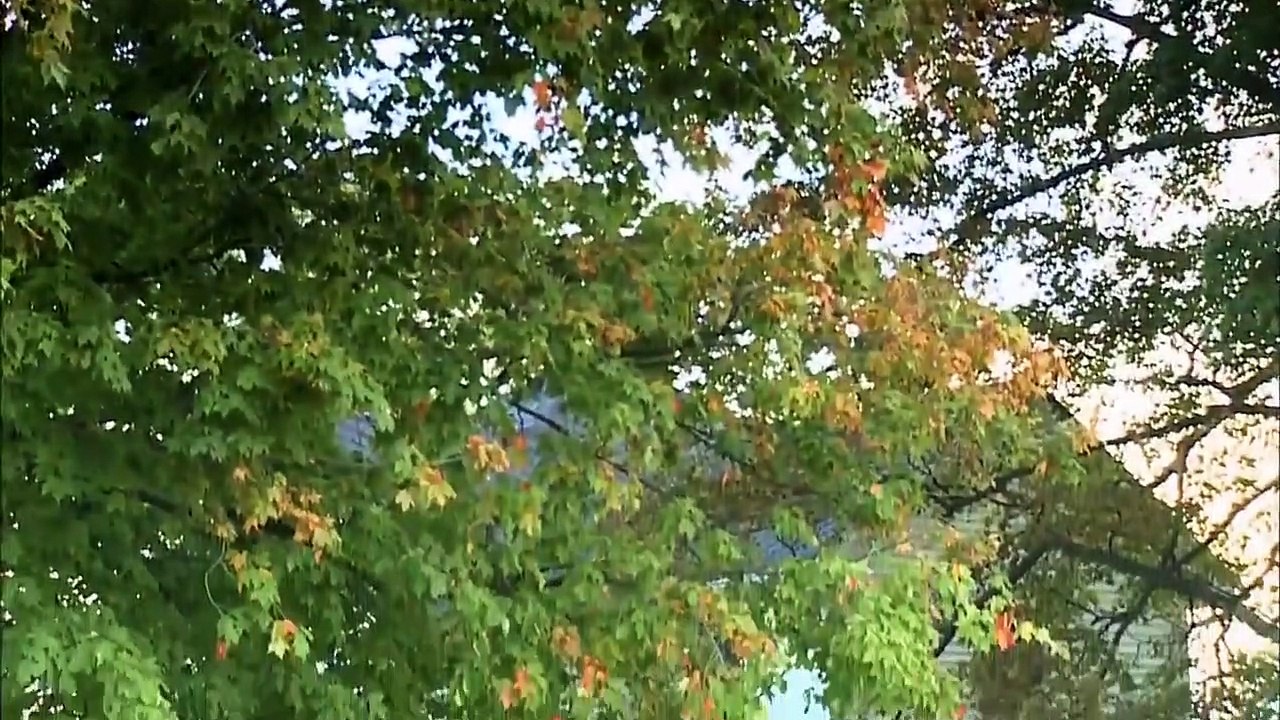 Horse Crazy 2- The Legend of Grizzly Mountain (2010) Watch HD