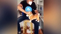 Funny Dog Video you can’t stop Laughing
